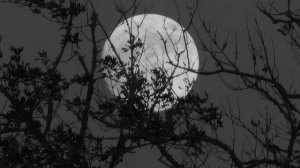 Ночь бесконечно длинна