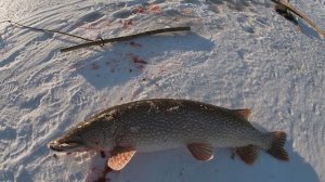 Жерлицы проверка 2. Первый лед 2024 год