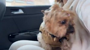 мир глазами Пупси