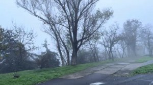 ОДЕССА 20 ДЕКАБРЯ 2025. ПУТИНЫХ-МНОГО! ШАРИКОВЫ БОРЯТСЯ С