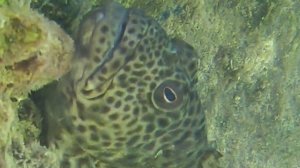 Рыба Камень в Красном море