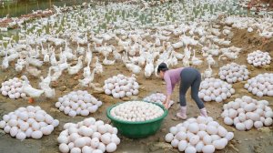 Собрала много утиных яиц, для продажи на сельском рынке. Жизнь во Вьетнаме