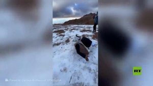 سعوديون يستمتعون بتساقط الثلوج في جبل اللوز