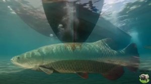 Женщины из племени на Амазонке ловят рыбу. Видео от ИИ