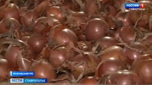 Ставропольский лук отправляют в торговые сети края и страны