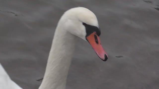 Белые лебеди и гуси в Хельсинки