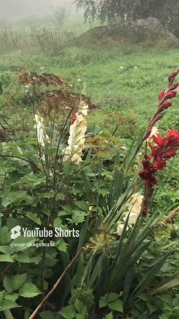 Ленинградская область. Хвойное. 04.09.2024. Цветы на даче. Гладиолусы, вторая волна цветения