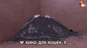 Видео для кошек про крысок развлекать питомцев 🐭🐀😂 (409)