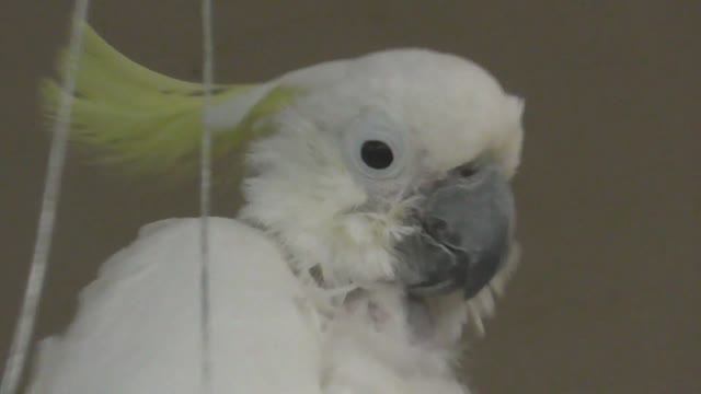 Blue and yellow macaw, white macaw. Parrots at the zoo