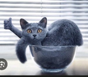 дашакатянина