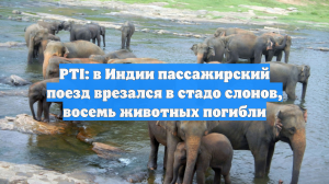 PTI: в Индии пассажирский поезд врезался в стадо слонов, восемь животных погибли