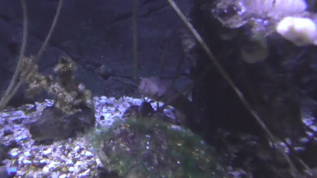 Илистый прыгун и рыбки в океанариуме (Хельсинки)