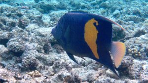 Domina Coral Bay King's lake-аравийский ангел