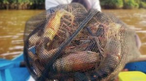 Ловля больших креветок на удочку.