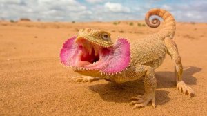 Животные пустыни видео для детей о диких животных Карточки Домана Монтессори