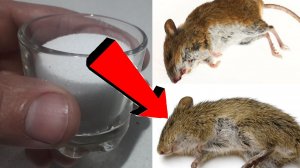 Как избавиться от мышей и крыс навсегда За 3 Секунды...!.!.!..