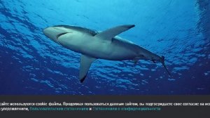 На севере Перу выбросило на берег мертвую акулу второй раз за месяц