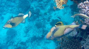 Domina Coral Bay King's lake-ухаживания балистода