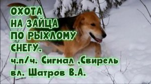 ОХОТА НА ЗАЙЦА ПО РЫХЛОМУ СНЕГУ. ч.п/ч. Сигнал ,Свирель вл.Шатров В.А. #охотасгончей #топ #hunting