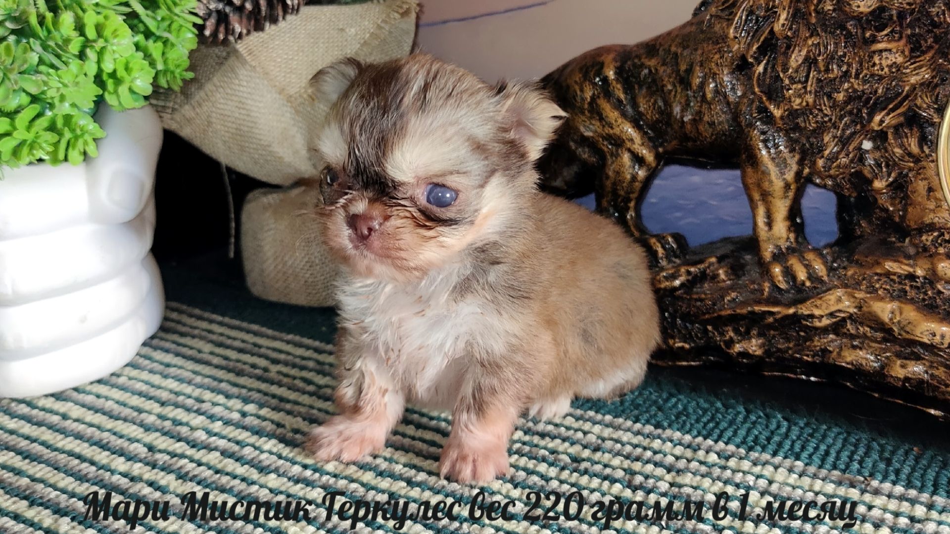 #Супер_МИКРО_чихуахуа Геркулес вес 220 грамм #купитьщенкапродаю +79215950848