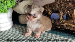 #Супер_МИКРО_чихуахуа Геркулес вес 220 грамм #купитьщенкапродаю +79215950848