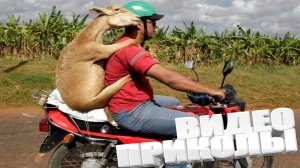 ЛУЧШИЕ ПРИКОЛЫ 2025 | ПРИКОЛЫ 2025 | СВЕЖИЕ ПРИКОЛЫ 2025 | РЖУ НЕ МОГУ |