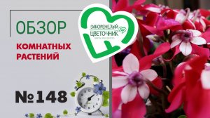 Что за Такка? Сумасшедшие цикламены, стапелии, литопсы, дудлеи, орхидеи. Распаковка и обзор. 148