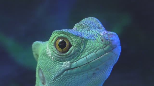 Лазаревское мини зоопарк 2017 год.