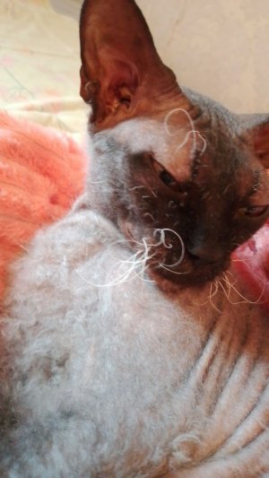 играю в рб (ЫЫЫЫЫ НАКОНЕЦ Я СМОГЛА ВОЙТИИ)