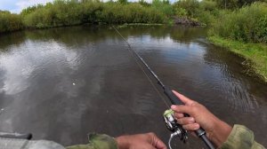 Наловил щук на красивой реке. Прям заросли. Рыбалка на спиннинг.