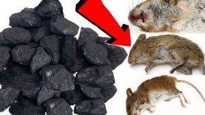 Как избавиться от мышей и крыс навсегда За 3 Секунды...!.!.!