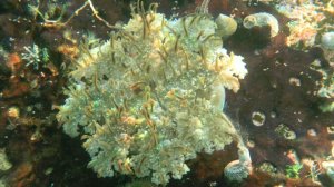 Domina Coral Bay King's lake-подводная жизнь озера