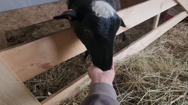 Ep.320 Silent Morning Farm Routine (Russian Subtitles) смотреть онлайн