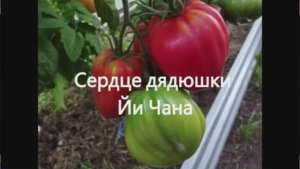 Каталог томатов на 2026 год. Часть 12. г. Киров.  т. 89229284031