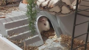 Морская свинка/Что можно давать морской свинке из еды/белая свинка/ длинношерстная свинка/