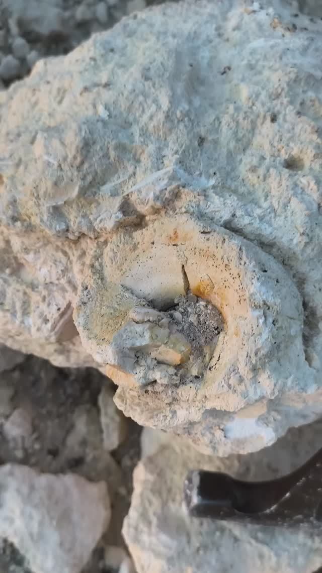 Крым окаменелость брюхоногий моллюск