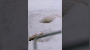 Воспоминания прошлого сезона.