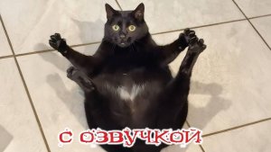 СМЕШНЫЕ КОШКИ НАС УДИВЯТ Смешные  видео - ОЗВУЧКА Наши любимые смешные животные СМЕШНОЕ - ВИДЕО