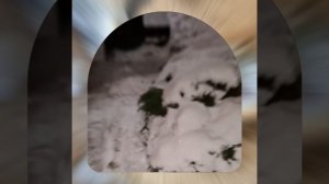 1000043014.mp4 (Собака наблюдает за лайфхаками при строительстве дома А-фрейм)