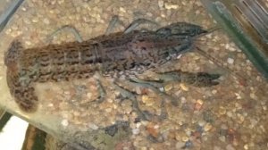 Мраморные раки 🦞 с утра 20 декабря 2025 года.