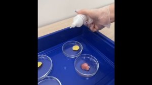 : Развитие влияния пероксида водорода на активность каталазы в различных биологических субстратах