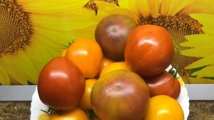 Томат Большой Алматинский триколор. №1069. Дегустация 2023 года.