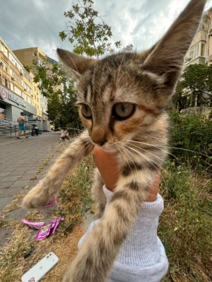 Отель игрушек 1 сезон 2 серия