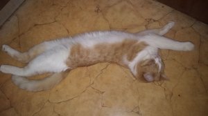 ОТКРЫВАЙТЕ ГАДЫ...ВАСЬКА ДОМОЙ ПРИШЁЛ....!😆