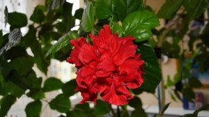 Китайская роза. Домашний цветок