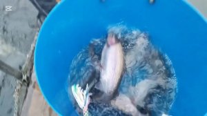 Зарыбление !