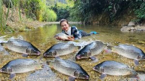 Поймала большую стаю карпов.