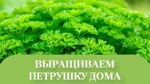 ПЕТРУШКА И САЛАТ, ЧЕРЕЗ 20 Д..ПОСЛЕ ПОСАДКИ.