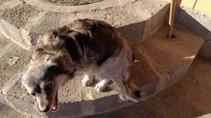 Мои лапочки лапульки