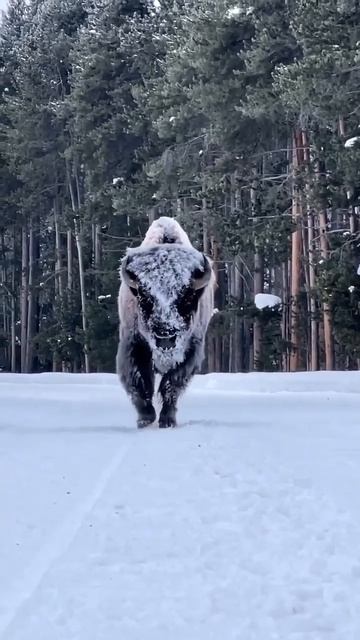 Бизоны   травоядные животные  Летом они питаются преимущественно травой, а зимой раскапывают снег